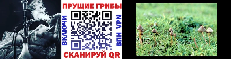 Псилоцибиновые грибы мицелий  Болотное 